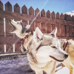 Two siberian husky dogs against wooden fence