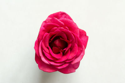 Close-up of pink rose against white background