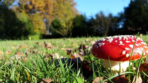 Close-up of fly agaric mushroom on field