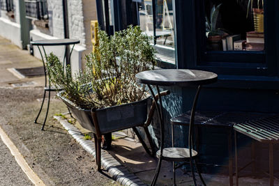 Potted plant on table against building in city