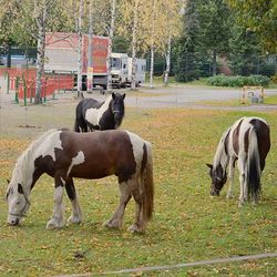 Horse grazing on grassy field