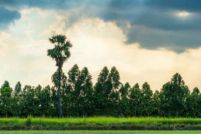 Trees on field against sky