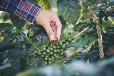 Close-up of hand holding fruit