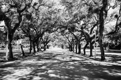 Empty road along trees