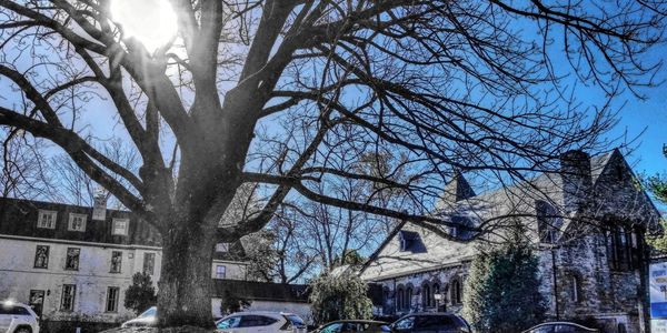 Low angle view of bare trees during winter