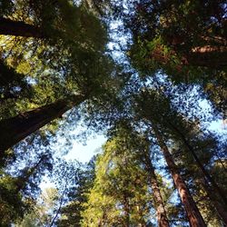 Low angle view of trees in forest against sky