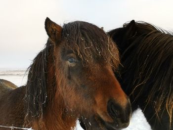 Close-up of a horse