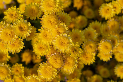 Close-up of yellow flowering plants