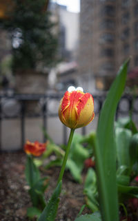 Close-up of red flower