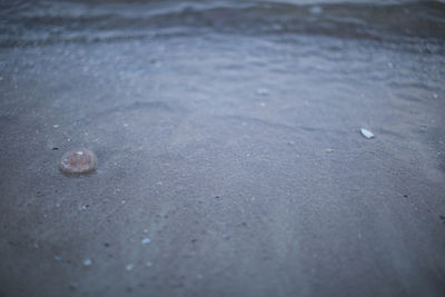 High angle view of shells on shore