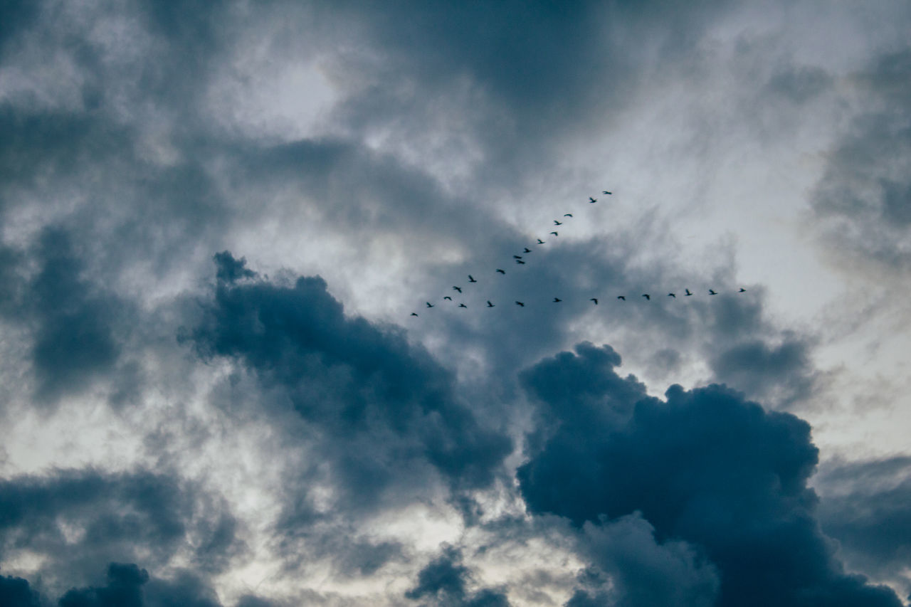 LOW ANGLE VIEW OF BIRDS FLYING AGAINST CLOUDS