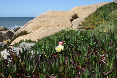 Flowers growing by sea against clear sky