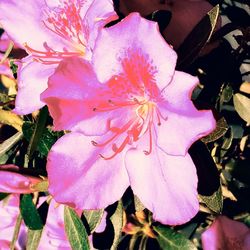 Close-up of pink rose flower