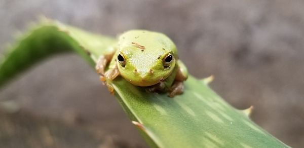 Close-up of frog on leaf