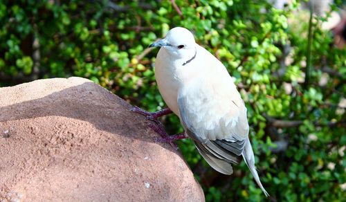 Close-up of bird perching on a tree