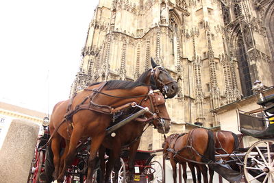 Horse in front of building