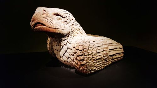 Close-up of a bird against black background