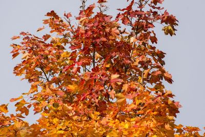 Low angle view of maple tree against sky