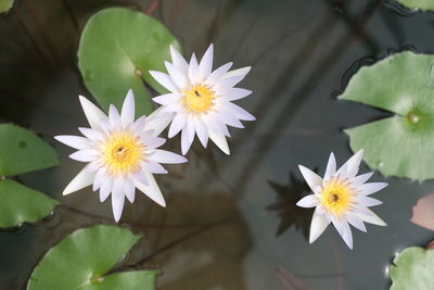 Close-up of yellow flower
