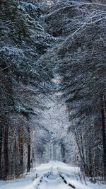 Snow covered road by trees