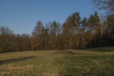 Trees on field against sky