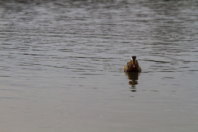 Duck swimming in lake