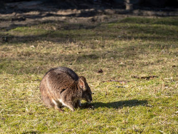 Rabbit on grassy field