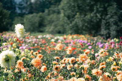 Close-up of flowering plants on field