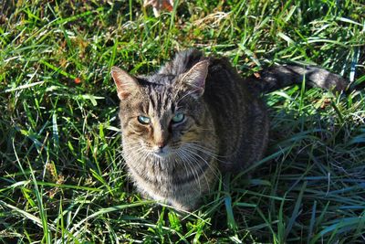 Portrait of cat on grass