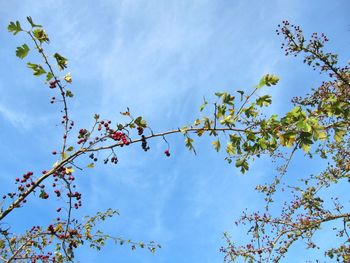 Low angle view of flowering plants against blue sky