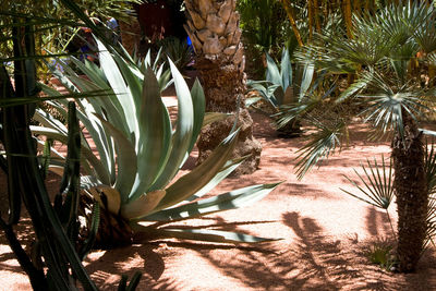 Cactus plant growing in yard