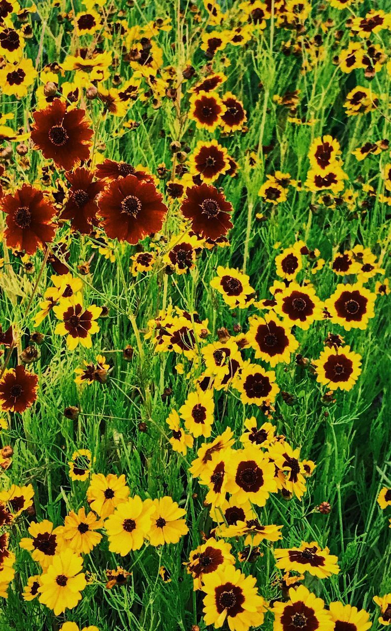 HIGH ANGLE VIEW OF FLOWERING PLANTS ON FIELD