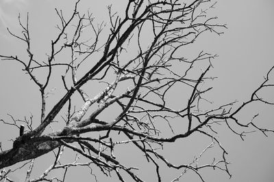 Low angle view of bare tree against clear sky