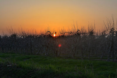 Scenic view of field against sky at sunset