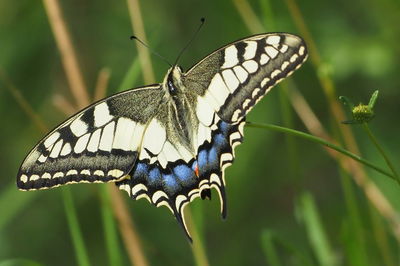 Close-up of butterfly pollinating flower