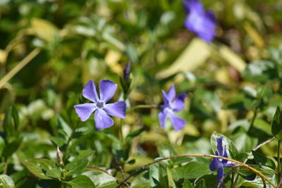 Close-up of purple flowering plants