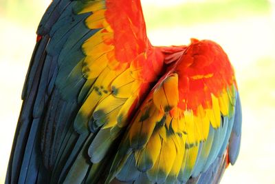 Close-up of macaw