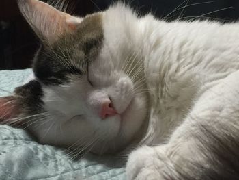 Close-up of cat sleeping