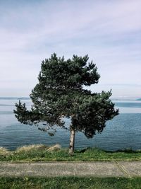 Scenic view of single tree against cloudy sky