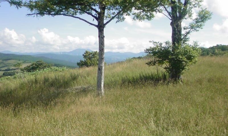 Japanese White Birch