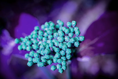 Close-up of purple berries on plant