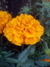 Close-up of yellow flower