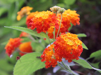 Close-up of orange flowers