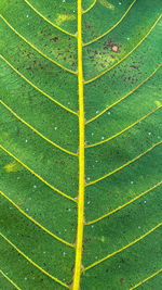 Full frame shot of agricultural field