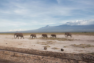 Horses on landscape against sky