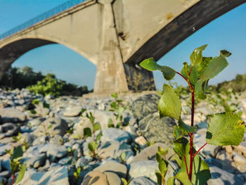 Close-up of plant growing on bridge