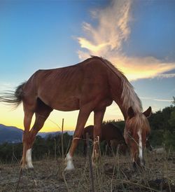 Horse grazing on field against sky