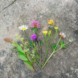 Close-up of flowers blooming in garden