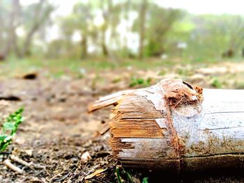 Close-up of wood on field