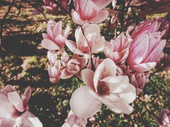 Close-up of pink cherry blossoms